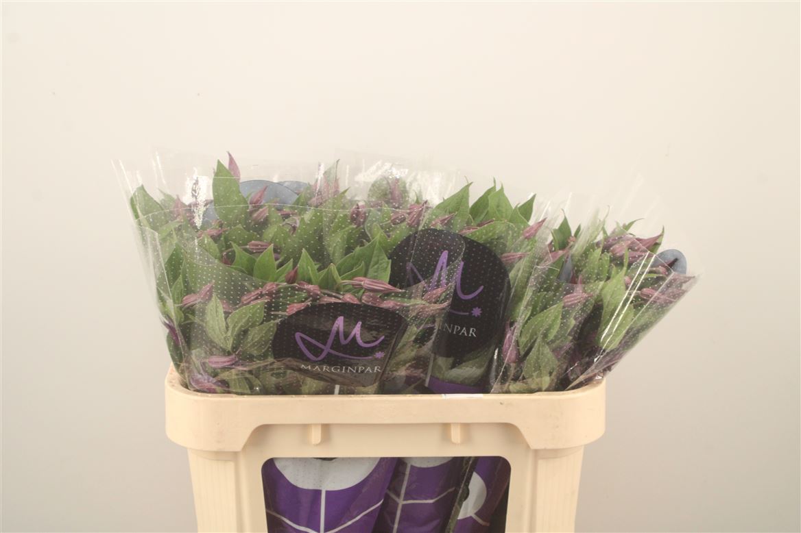 Clematis Blue Pirouette 70cm