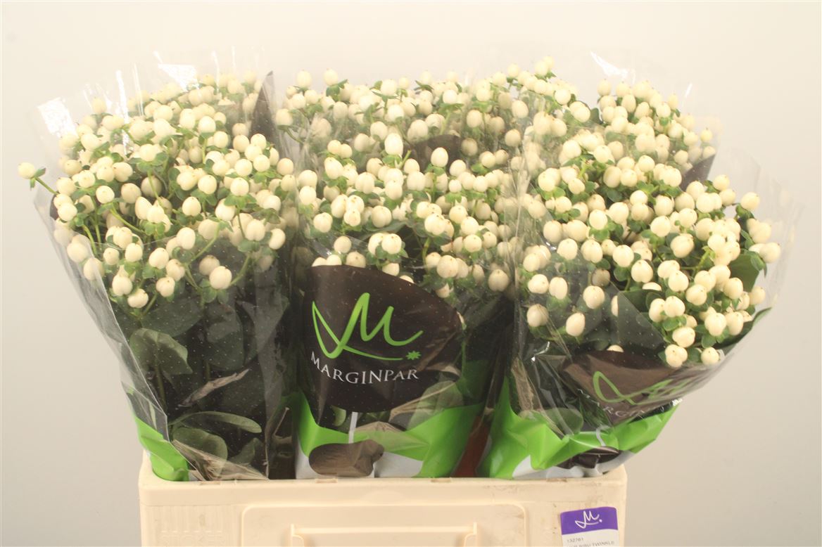 Hypericum Sisu Twinkle 60cm