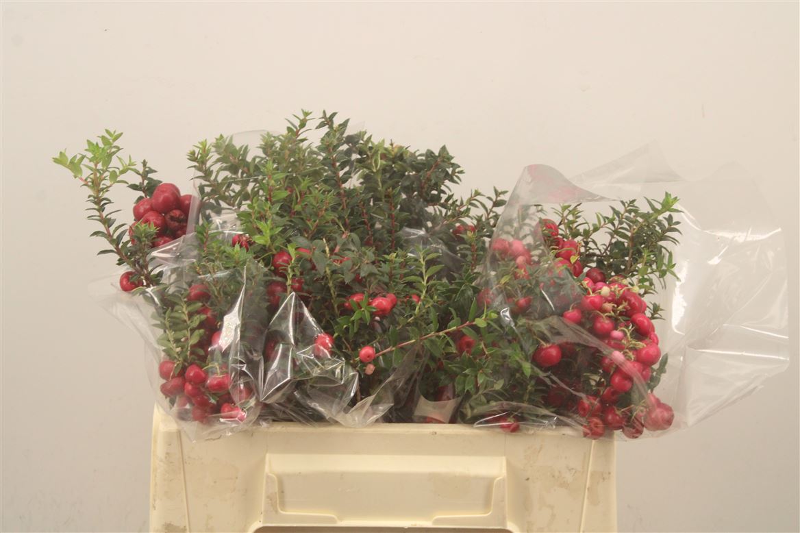 Gaultheria Mucronata Per Bunch 45cm
