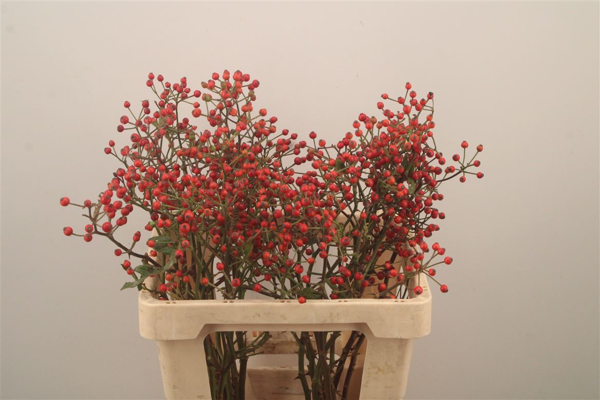 Rosa Twinkle Hiphop 60cm
