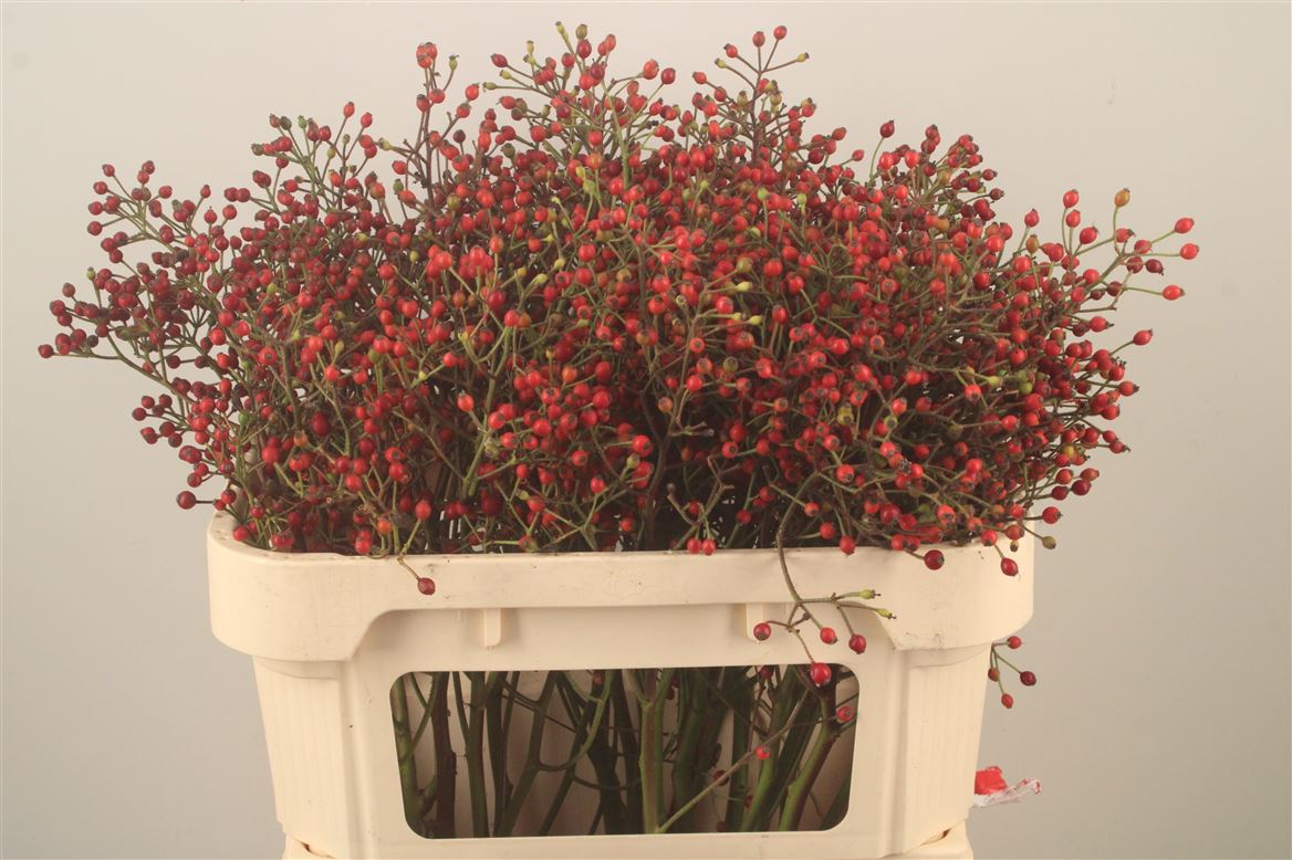 Rosa Autumn Splash 70cm