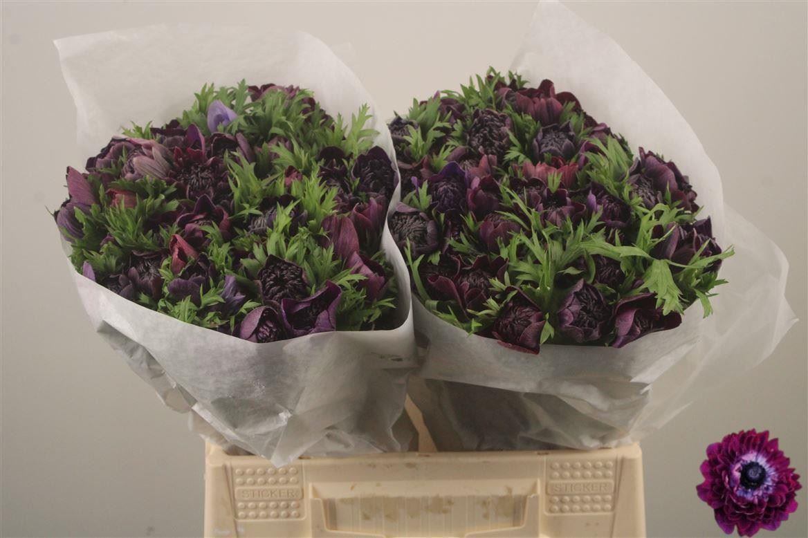 Anemone Mistral Wine 40cm