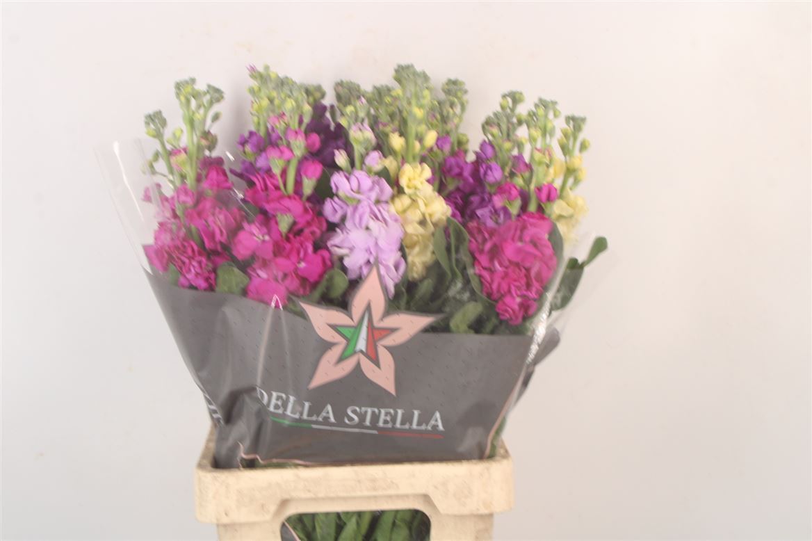 Matthiola 70cm