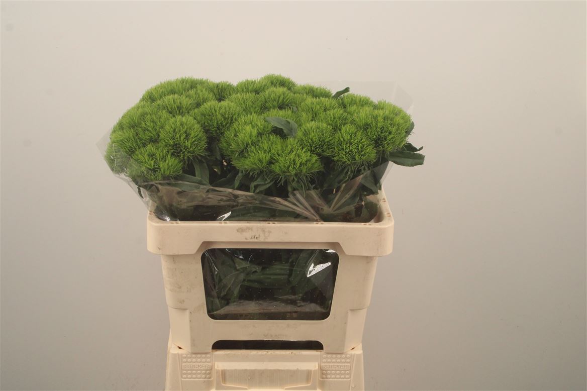 Dianthus Barb Kiwi Mellow 60cm