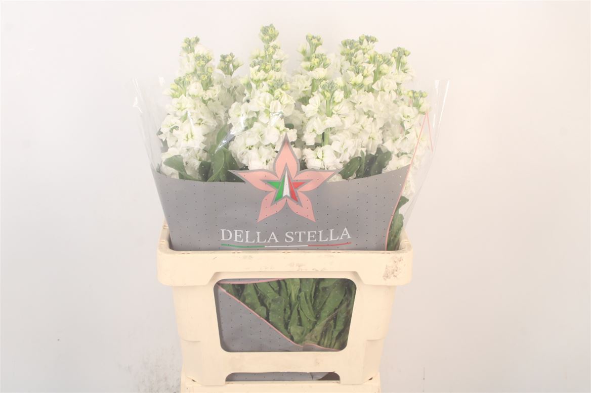 Matthiola Iron White 70cm