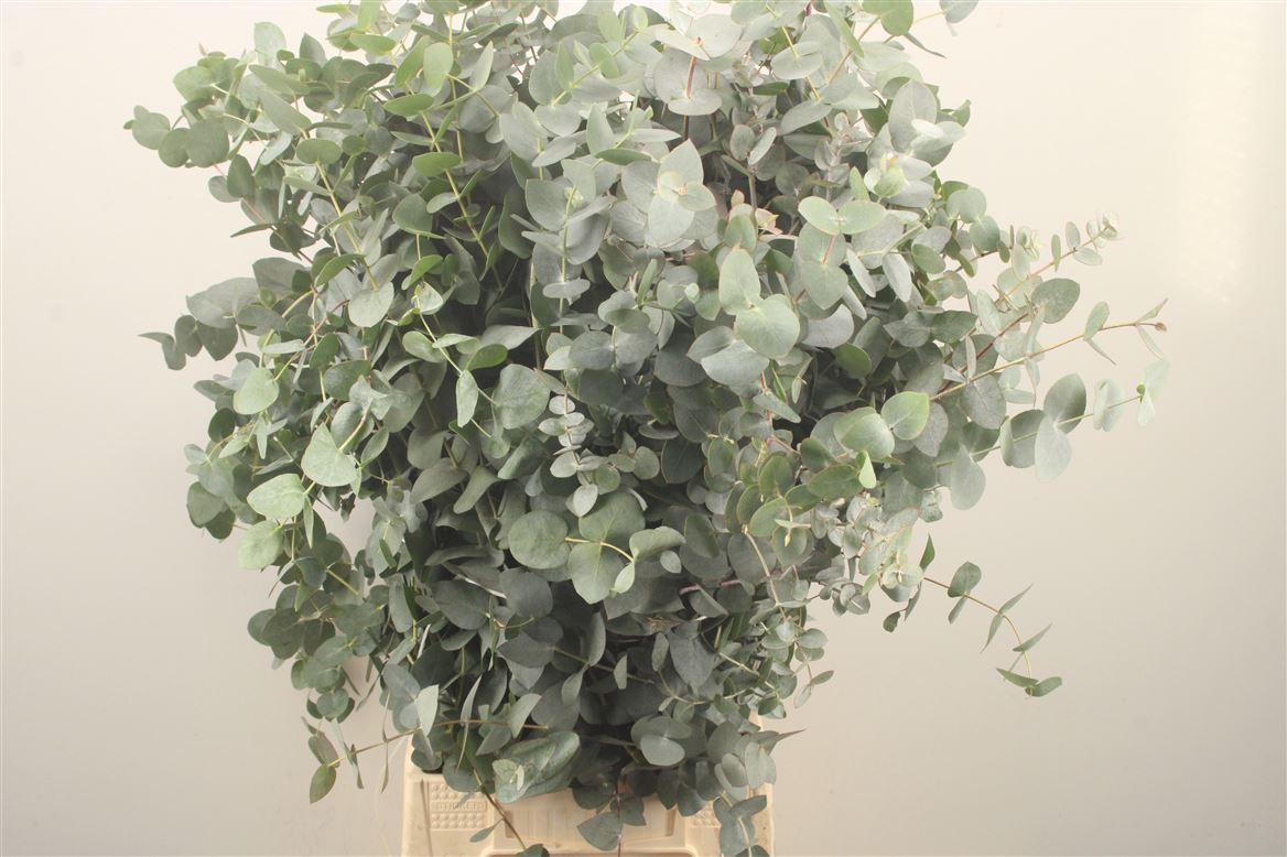 Eucalyptus Cinerea 70cm 300gram