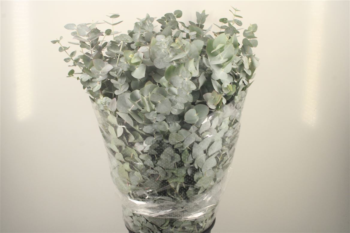 Eucalyptus Cinerea 70cm 420gram