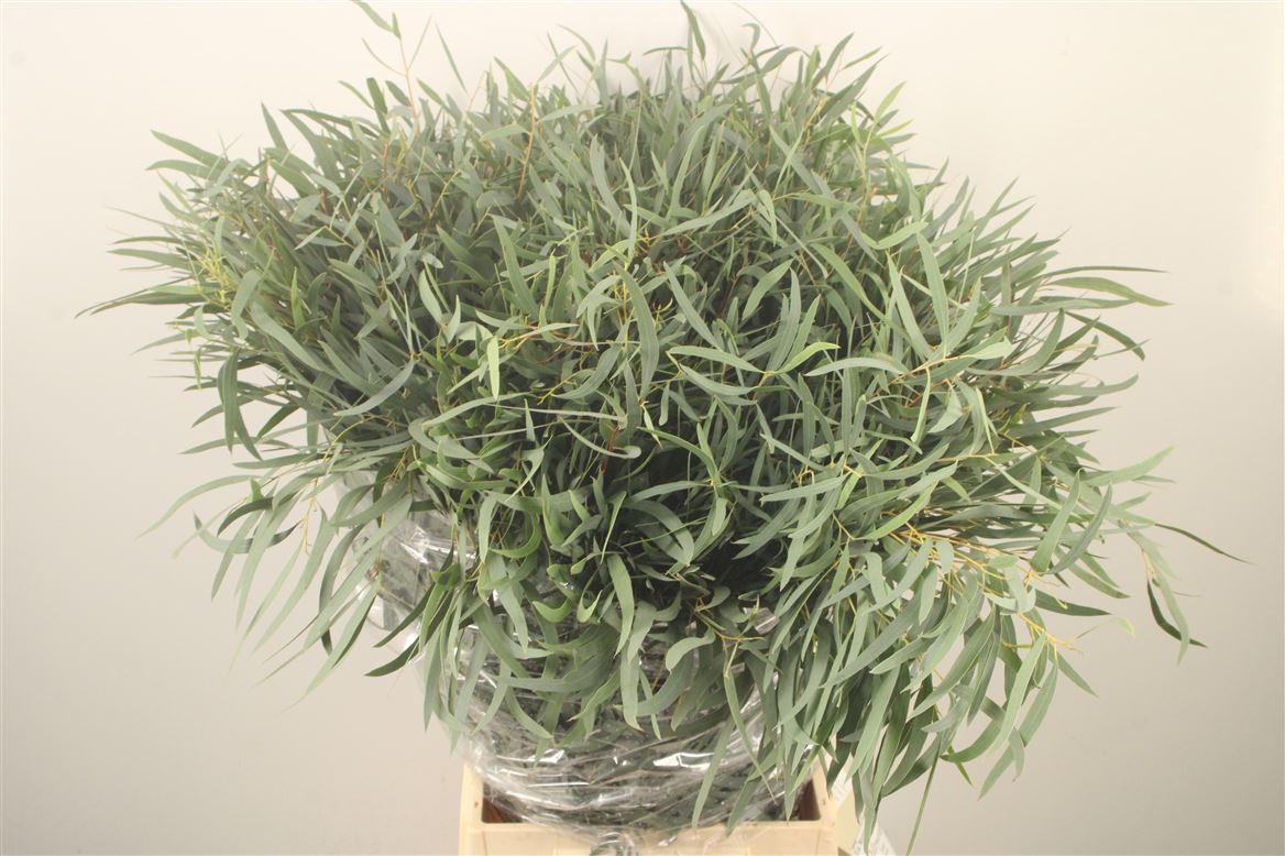 Eucalyptus Nicholii Per Bunch 70cm 300gr.