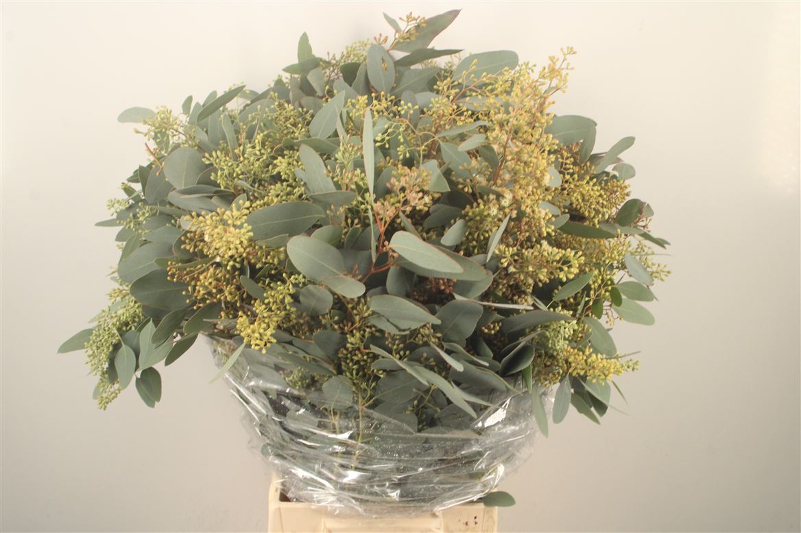 Eucalyptus Populus With Berry Per Bunch 70cm 400gr.