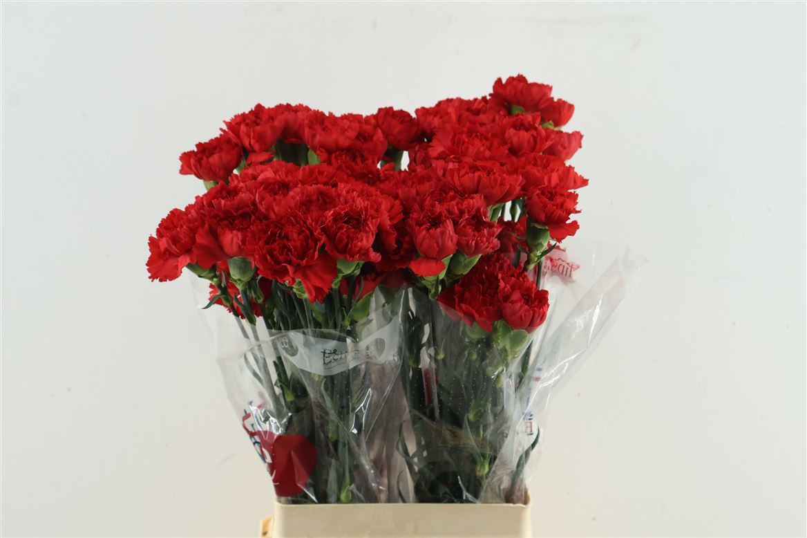 Dianthus Single Don Pedro 70cm