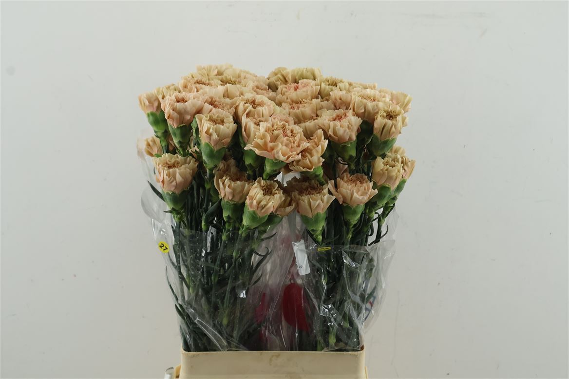 Dianthus Single Caramel 70cm
