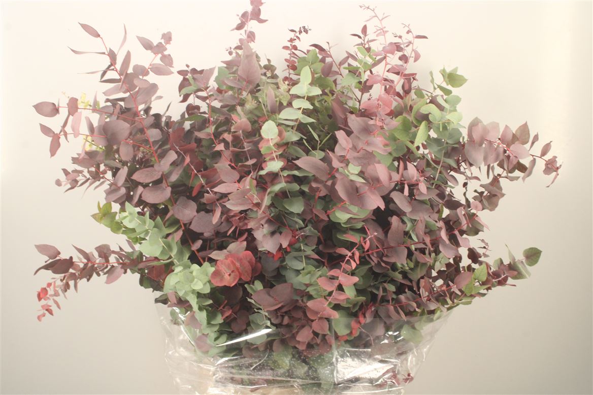 Eucalyptus Cinerea 70cm 200gram