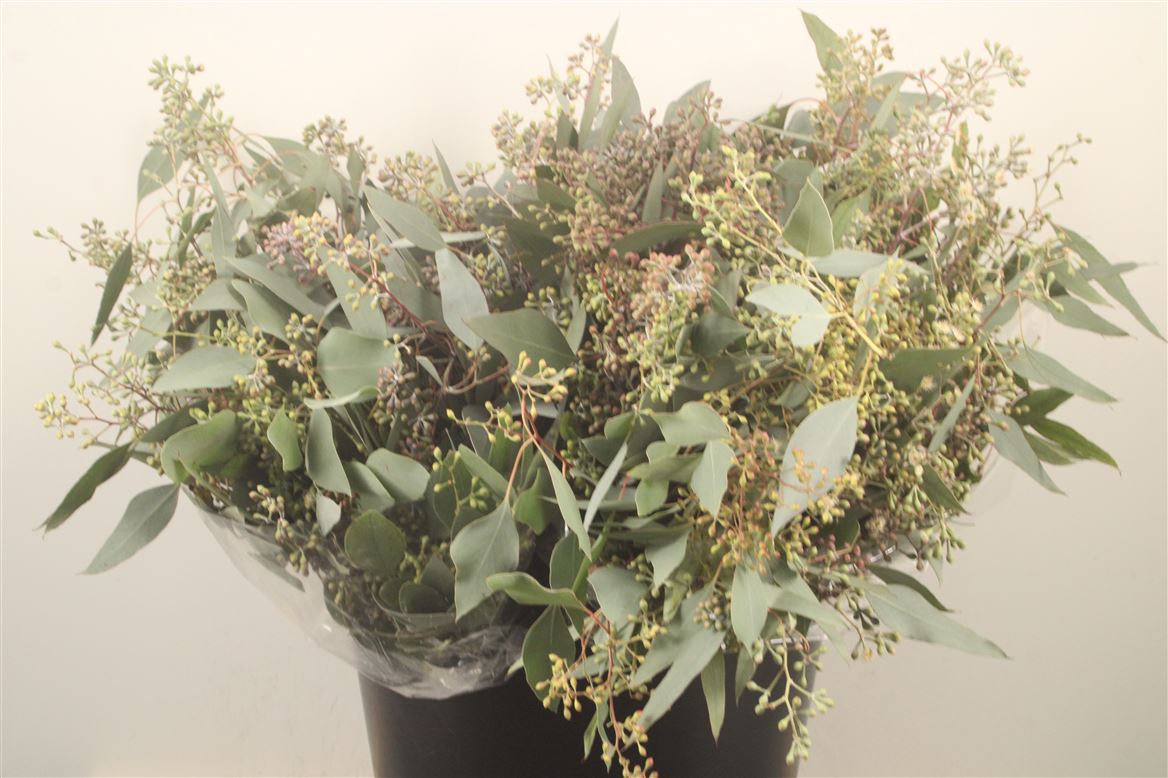 Eucalyptus Populus With Berry Per Bunch 50cm 150gr.