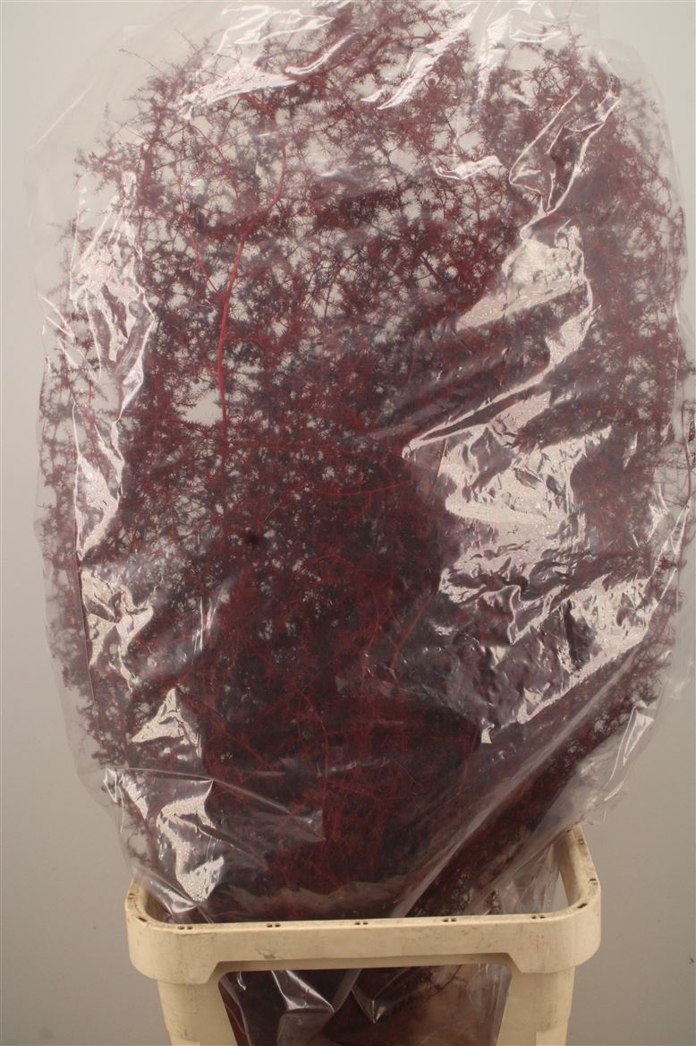 Ov Colrbehandeld 110cm