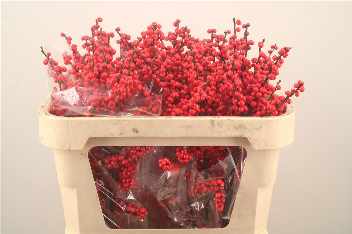 Ilex Verticillata 70cm