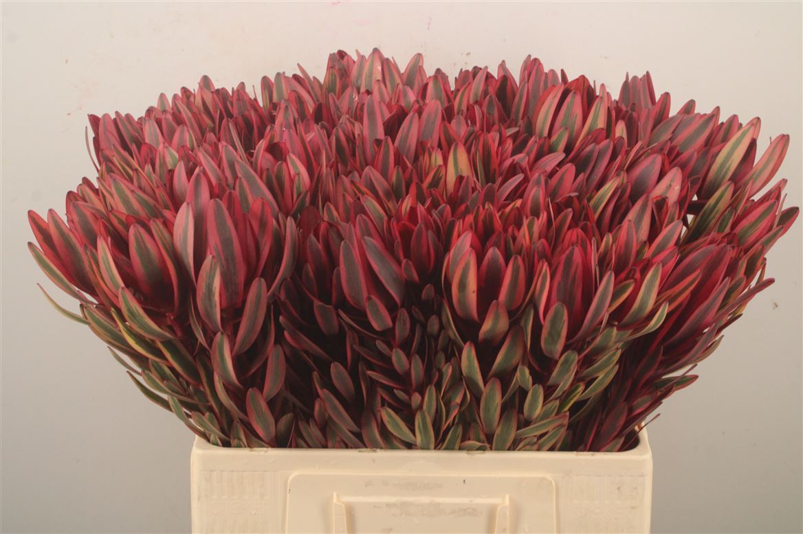 Leucadendron Jester 60cm