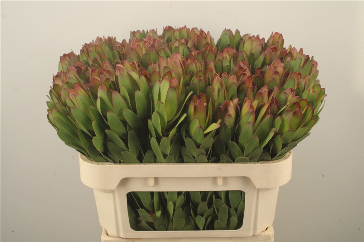Leucadendron Safari Goldstrike 70cm