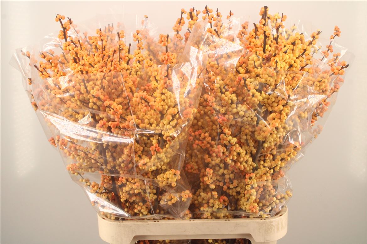 Ilex Verticillata Magical Cresgold 100cm