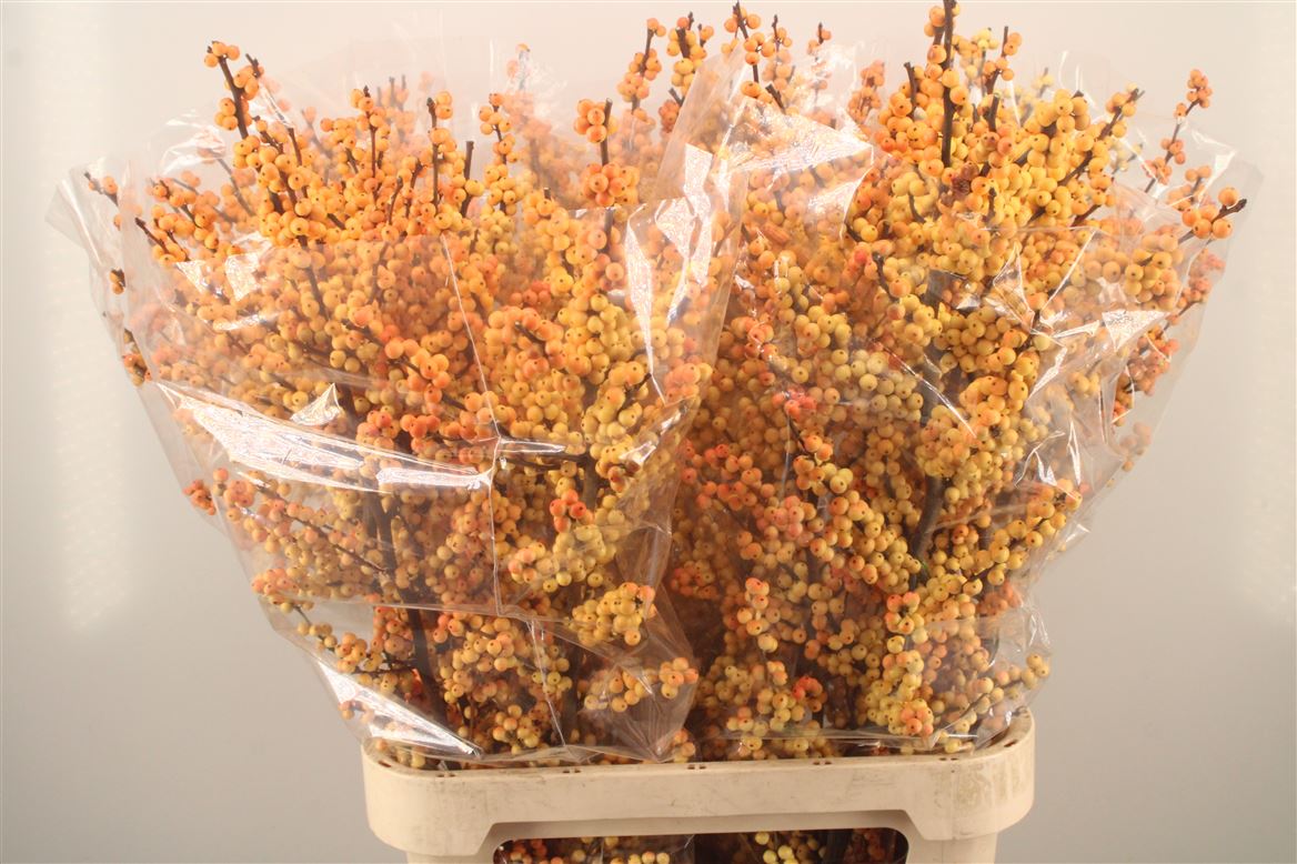 Ilex Verticillata Magical Cresgold 100cm