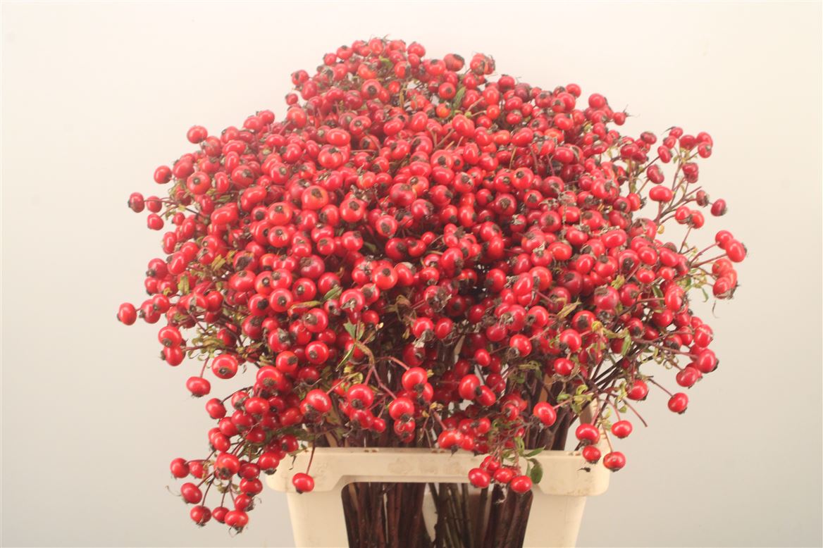 Rosa Magical Delight 70cm