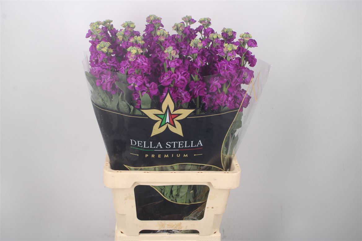 Matthiola Iron Purple 70cm