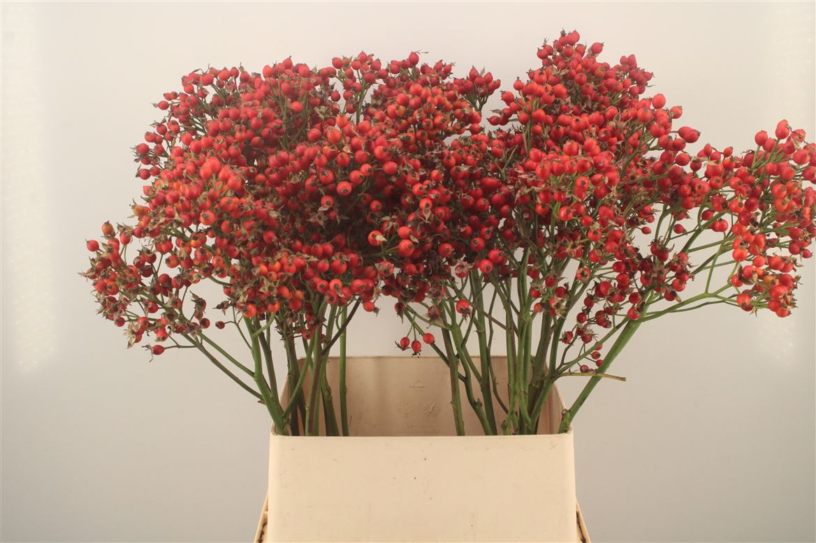 Rosa Magical Pride 90cm