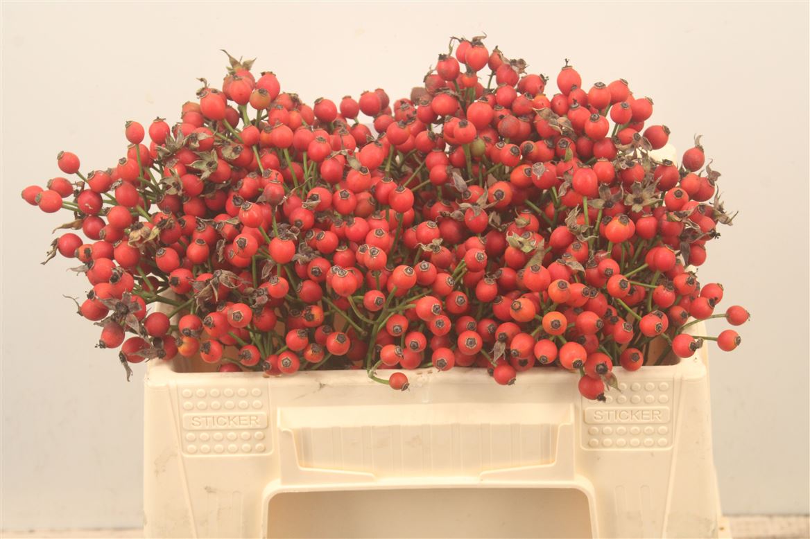 Rosa Magical Pride 30cm