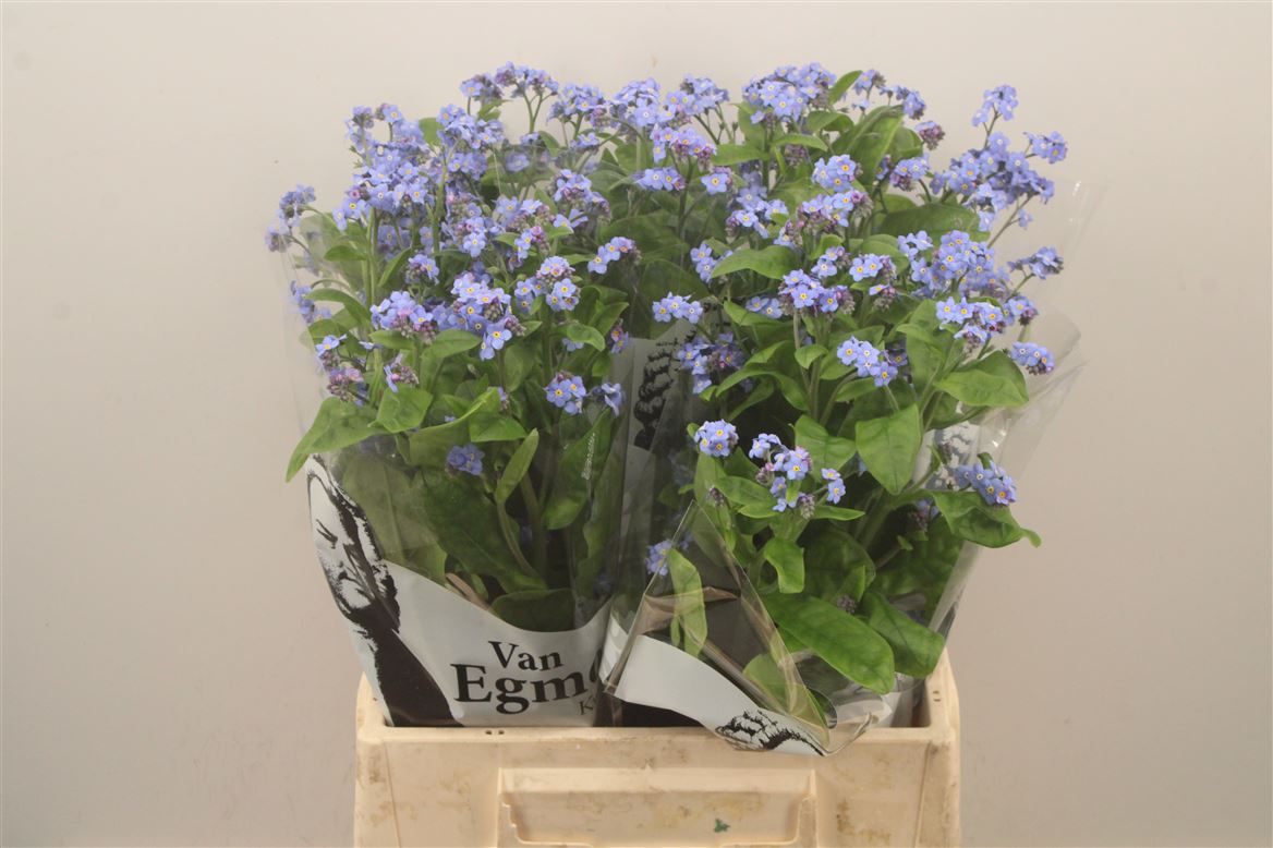 Myos Al Blue Memory 45cm