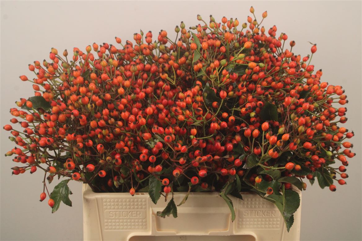 Rosa Magical Miracle 55cm