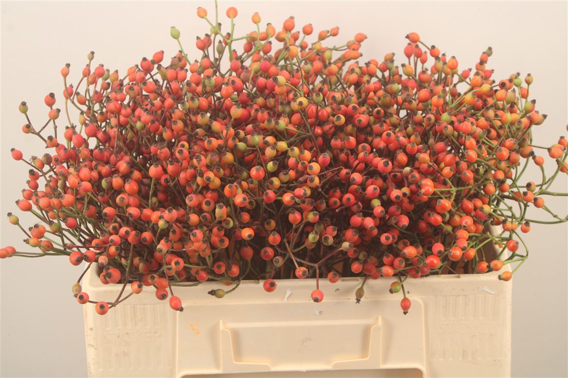 Rosa Magical Miracle 50cm