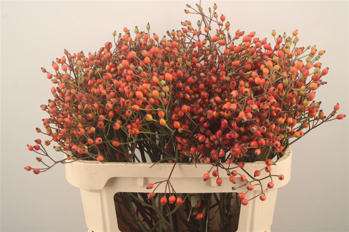 Rosa Magical Miracle 70cm