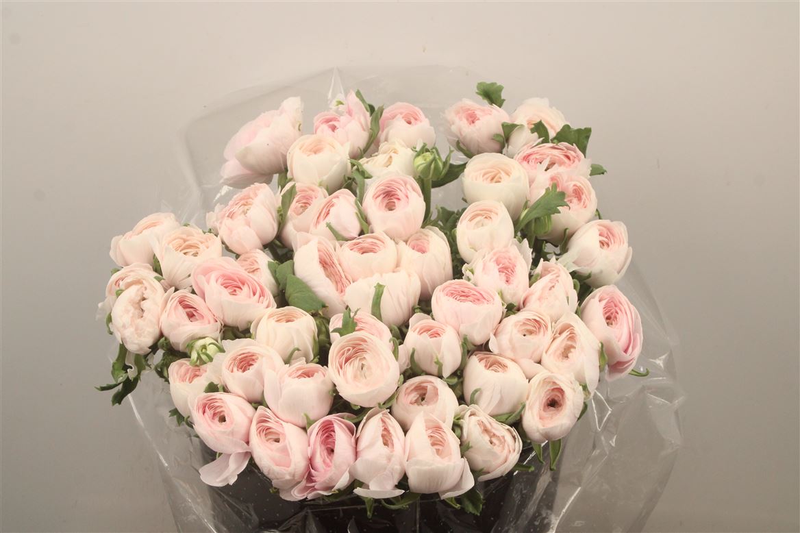 Ranunculus Success Hanoi 40cm