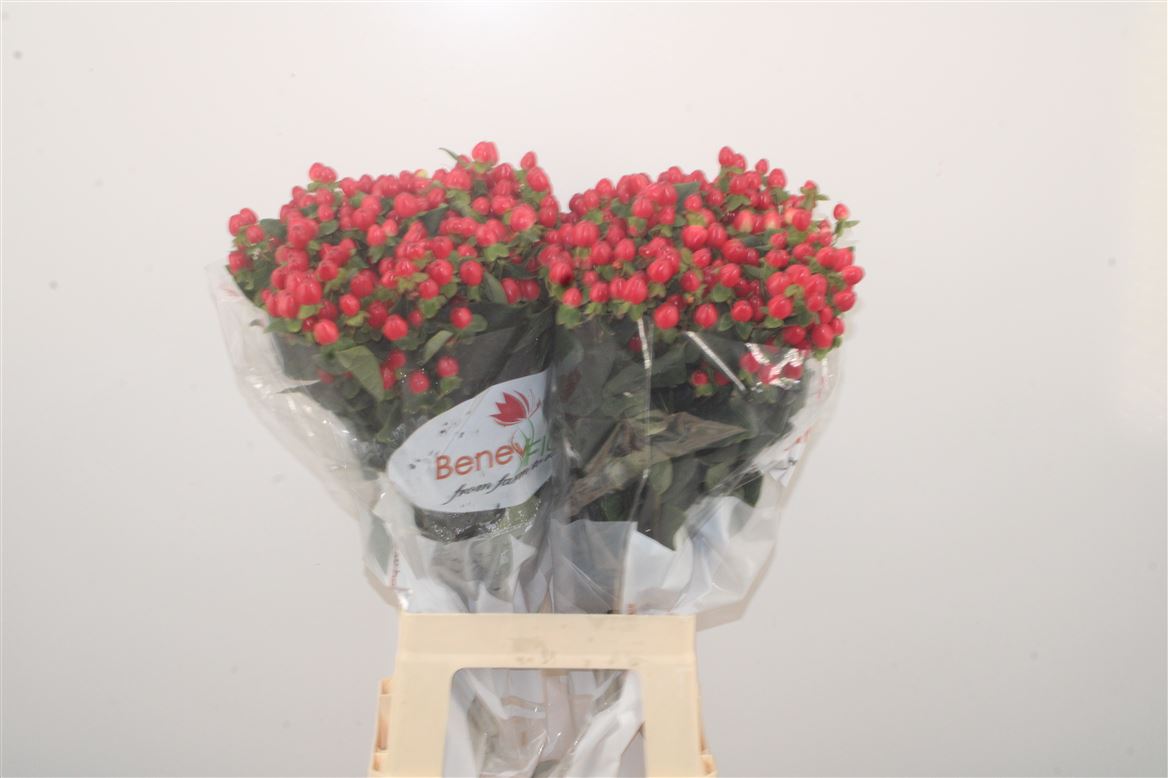 Hypericum Magical Triumph 70cm