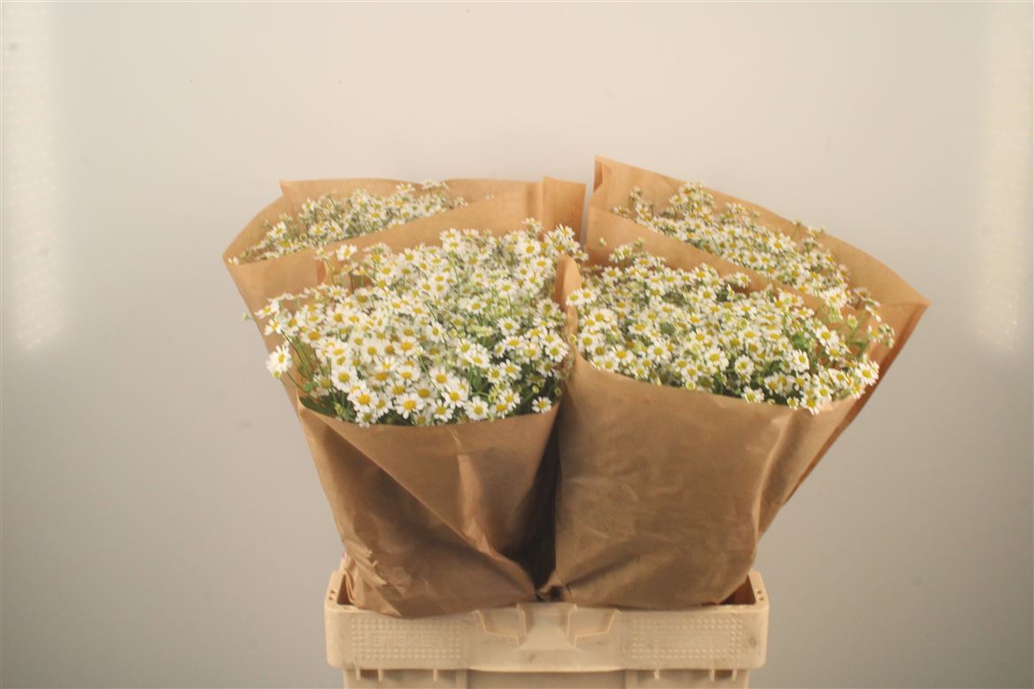 Tanacetum Single Vegmo 65cm