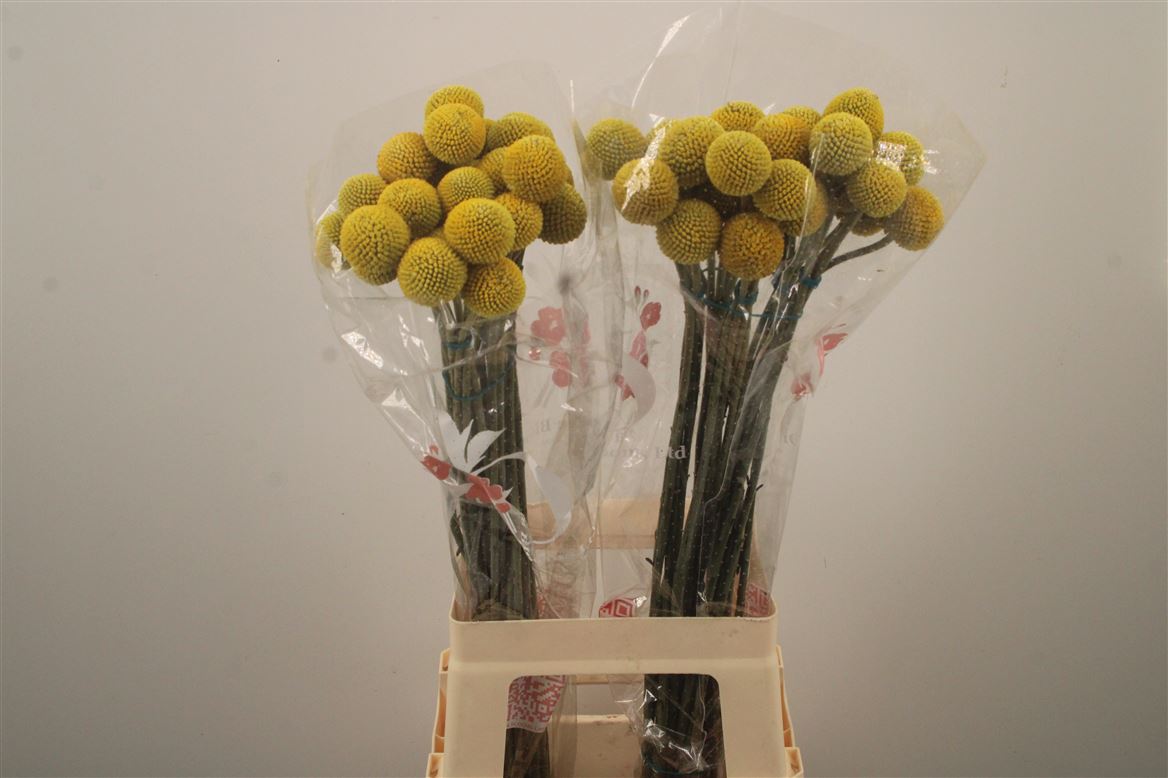 Craspedia Globosa Paintball Popup 70cm