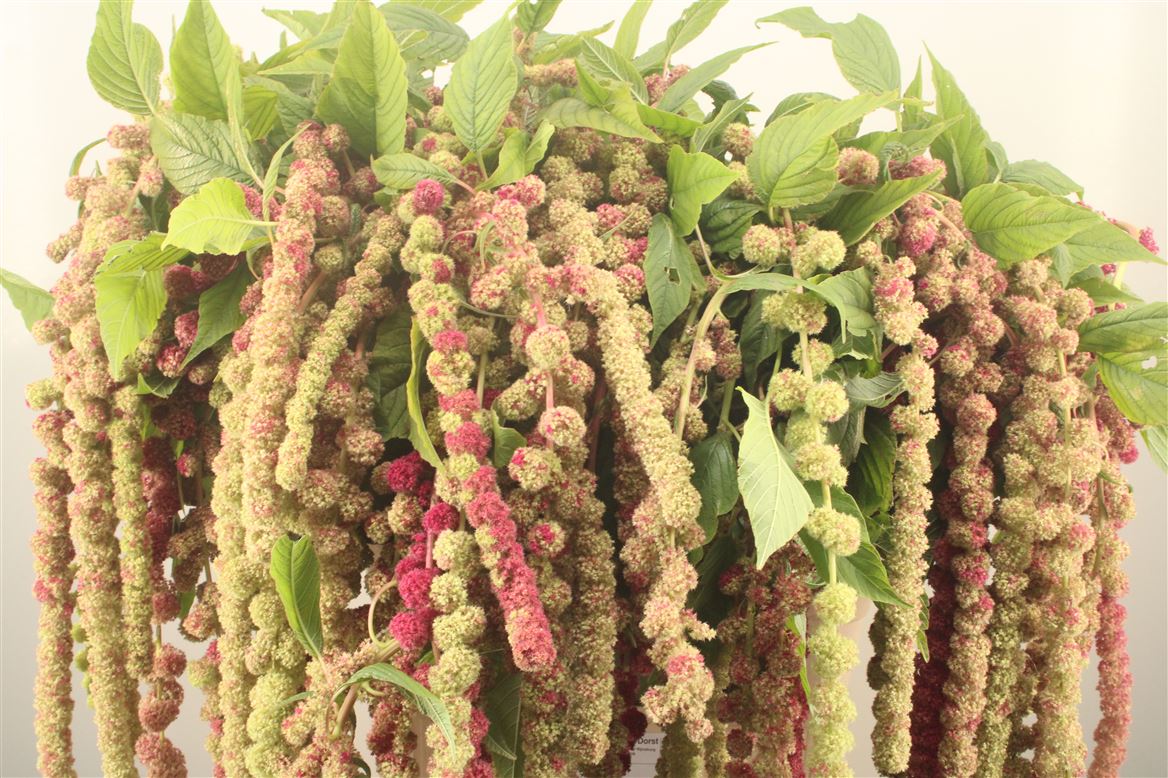 Amaranthus Caudatus Mira 75cm