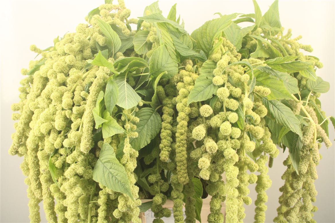Amaranthus Caudatus Cycloop 75cm