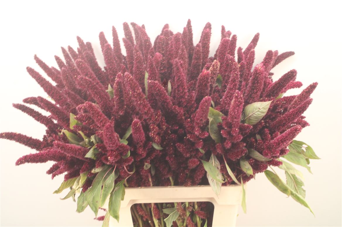 Amaranthus Hypochondriacus Pygmy Torch 70cm