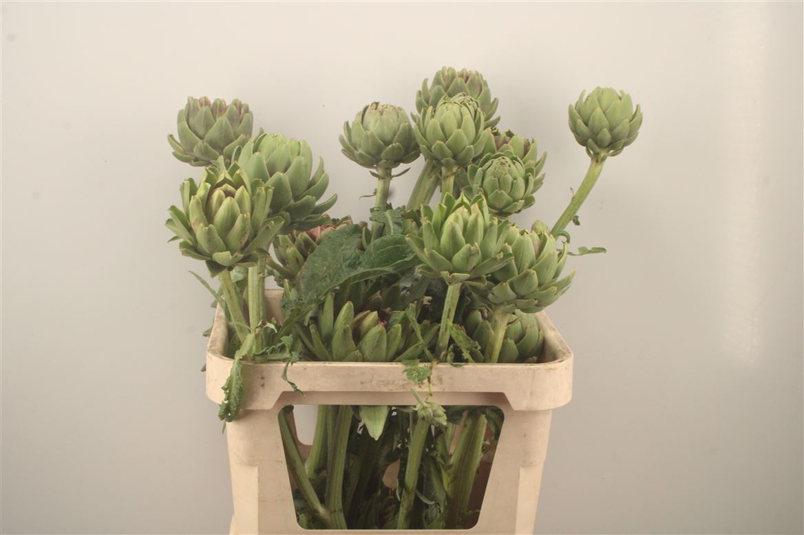 Cynara Green Globe 80cm