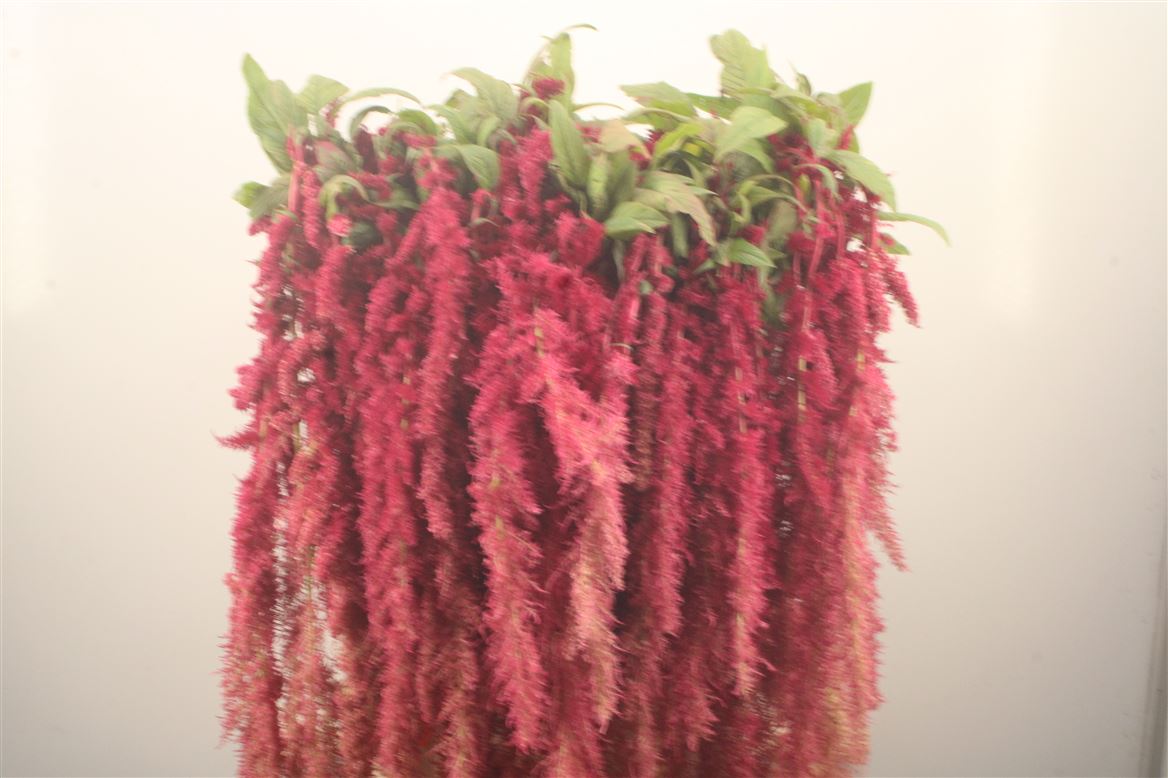Amaranthus Caudatus Red Spider 80cm