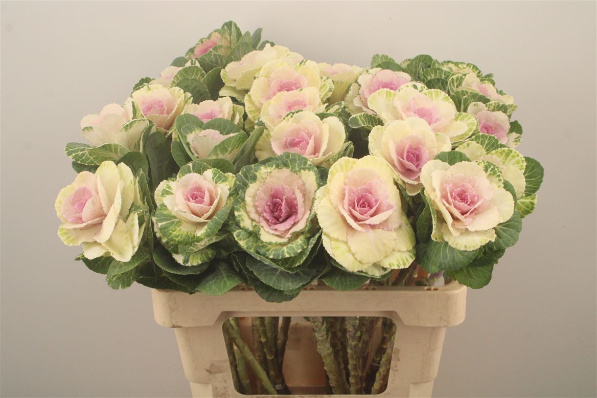 Brassica White Crane 60cm