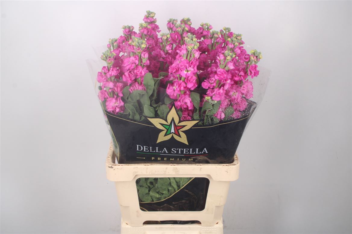 Matthiola Iron Rose Pink 65cm