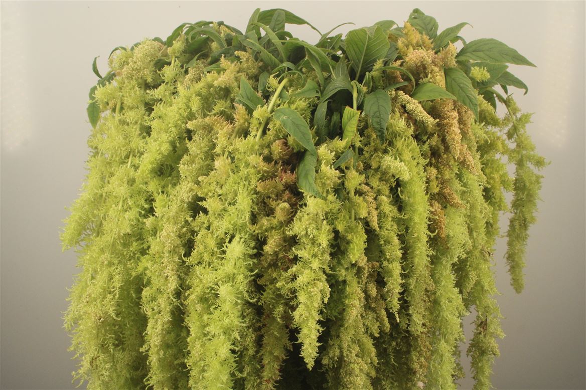 Amaranthus Caudatus Green Spider 80cm