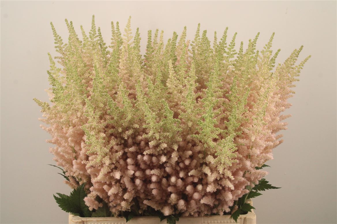 Astilbe Vision Inferno 70cm