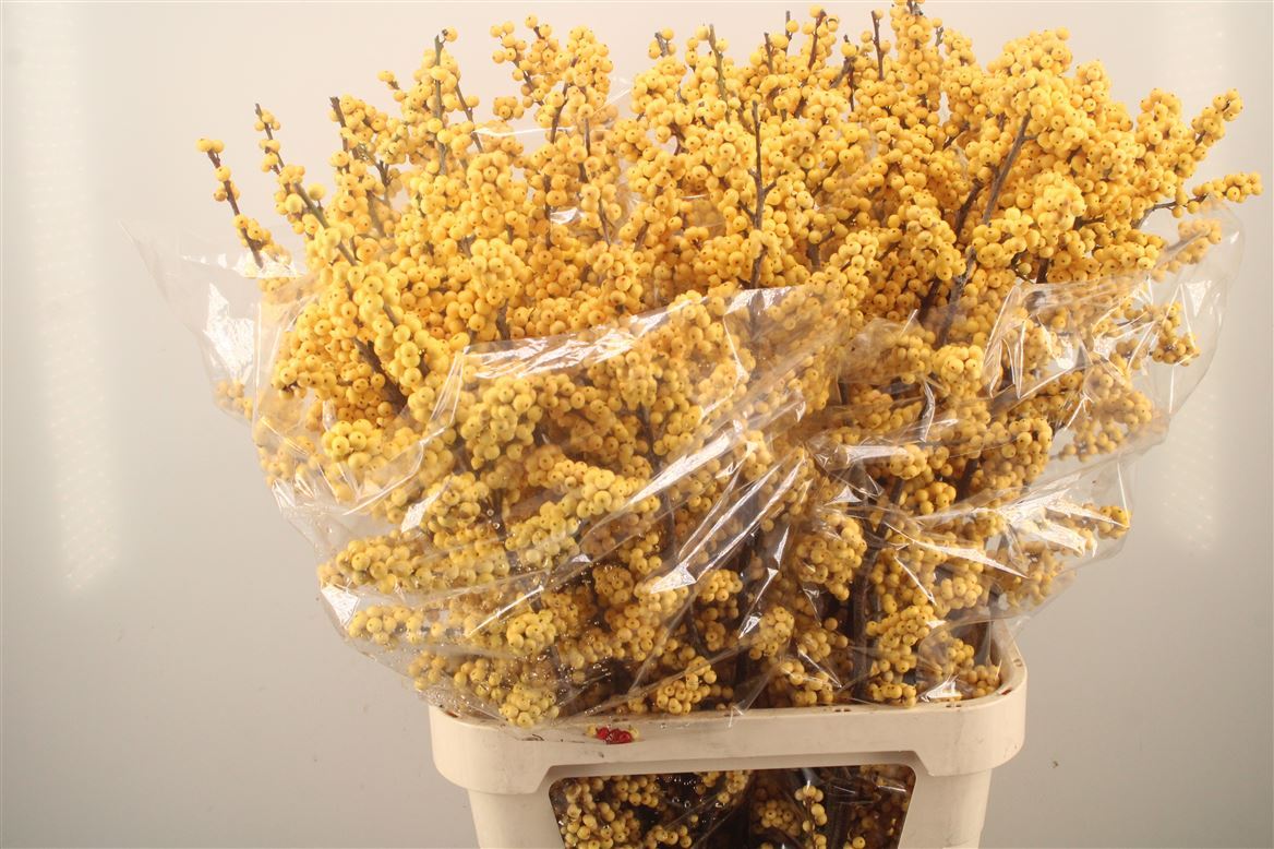 Ilex Magical Citronella 100cm
