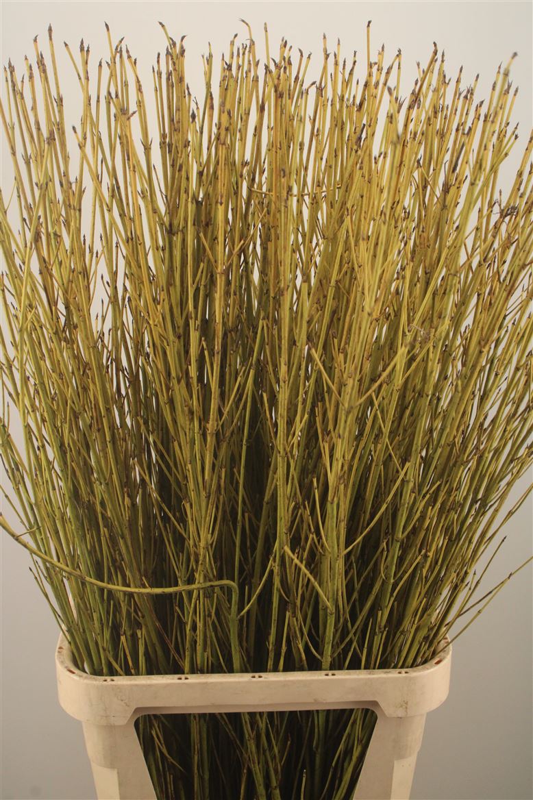 Cornus S Flaviramea 120cm
