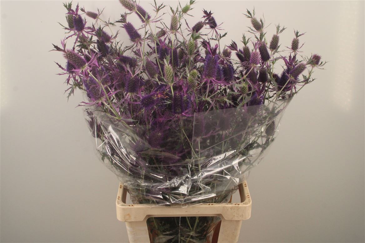 Eryngium 80cm