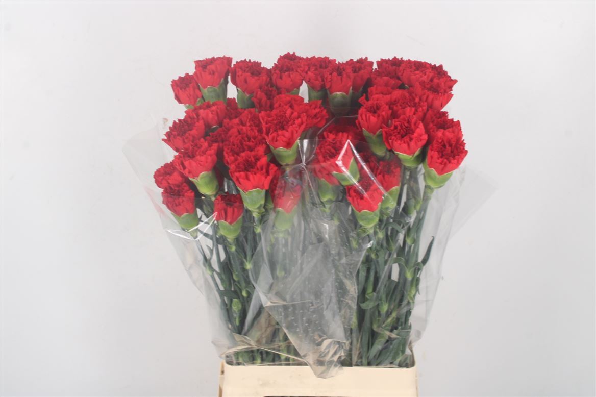 Dianthus Single Don Pedro 70cm