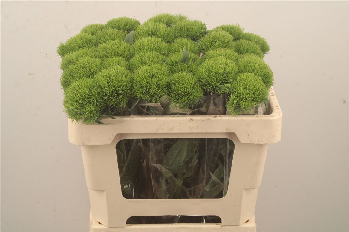 Dianthus Barb Kiwi Mellow 60cm
