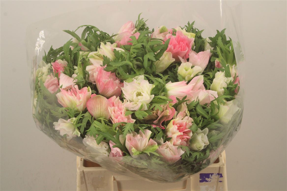 Anemone Mistral + L Pink 40cm